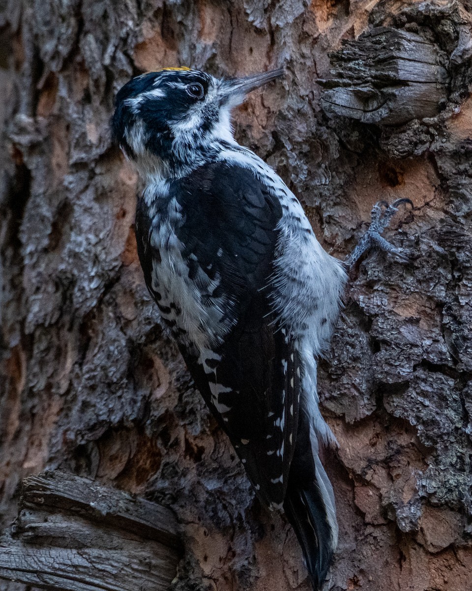 American Three-toed Woodpecker - ML642046634