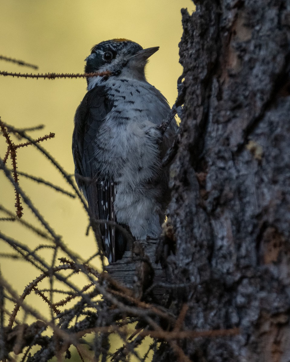 American Three-toed Woodpecker - ML642046638