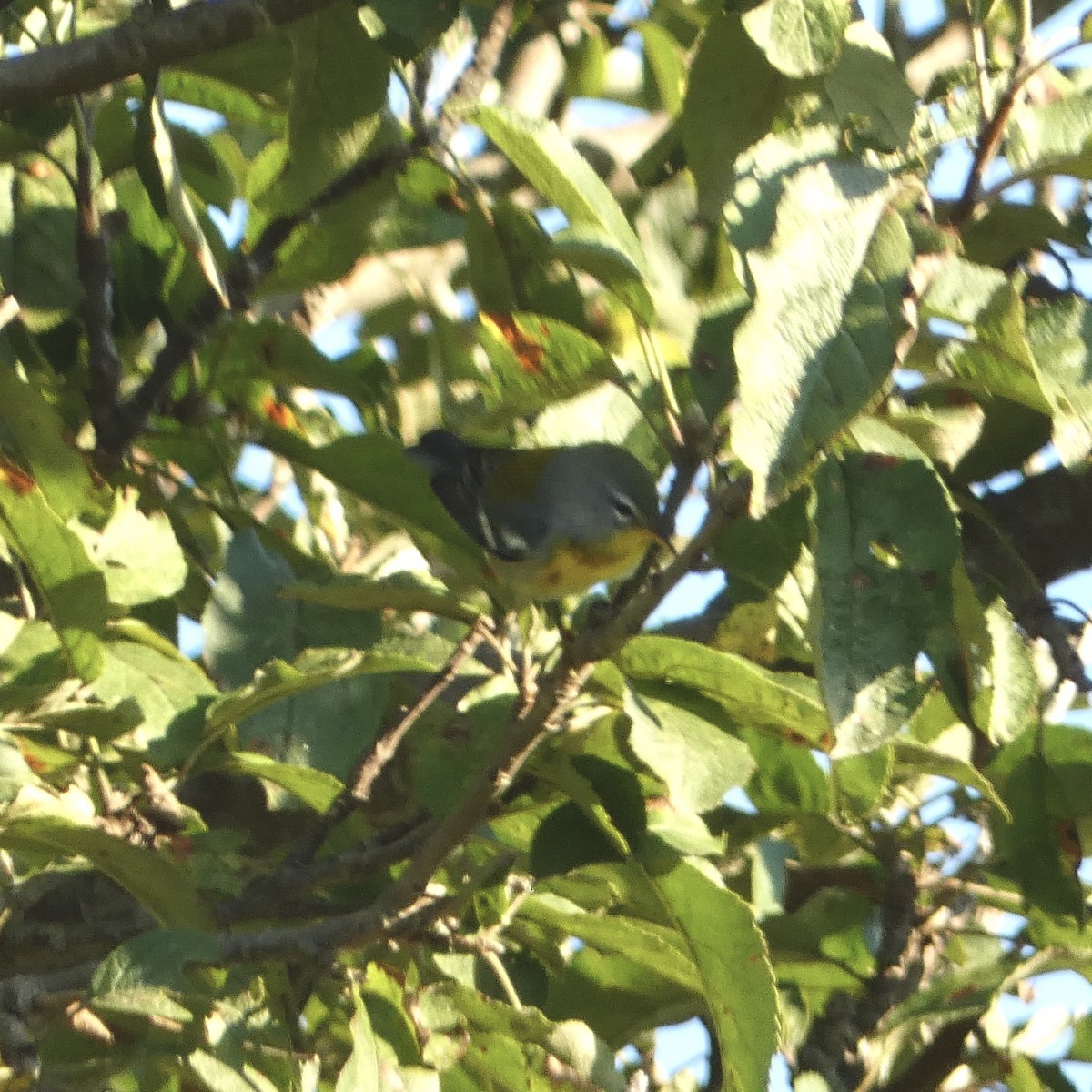 Northern Parula - ML642046640