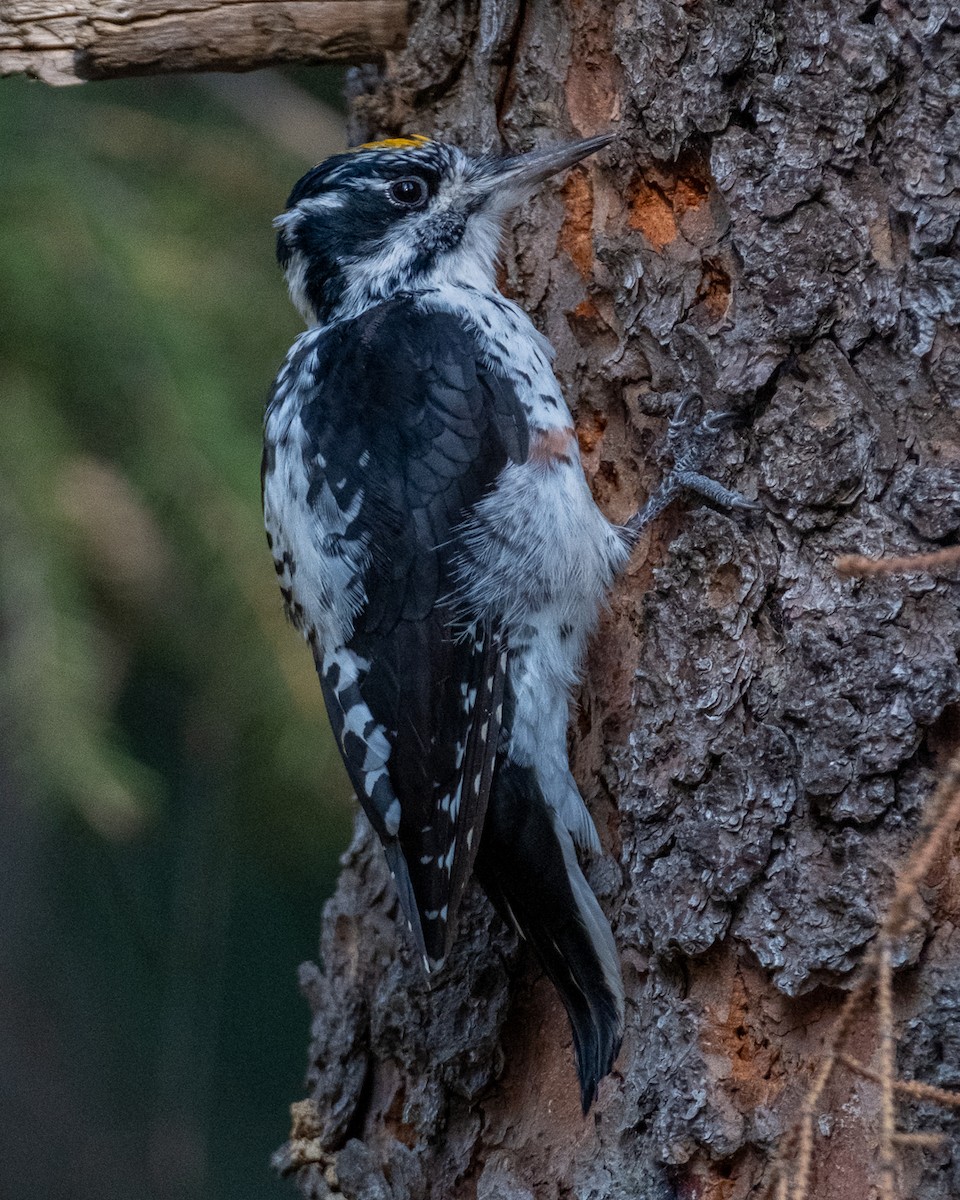 American Three-toed Woodpecker - ML642046641