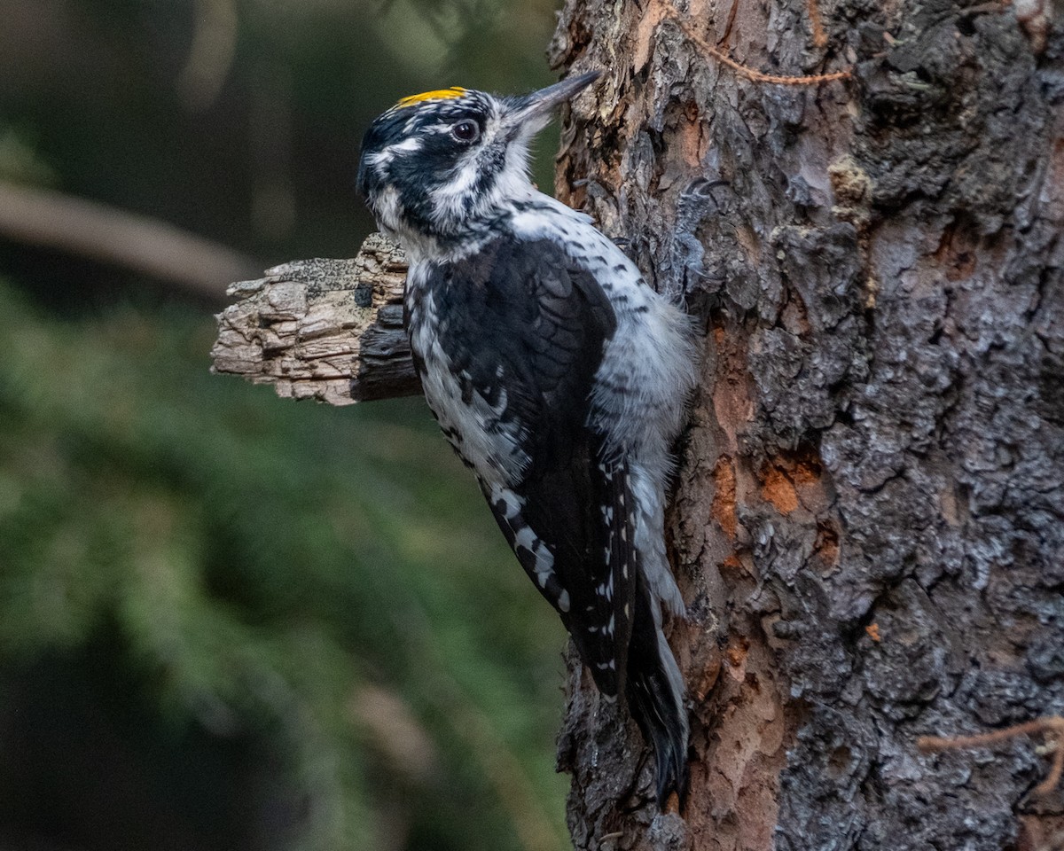 American Three-toed Woodpecker - ML642046649