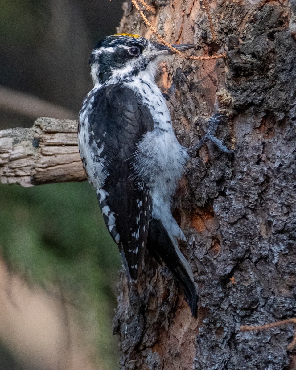 American Three-toed Woodpecker - ML642046650