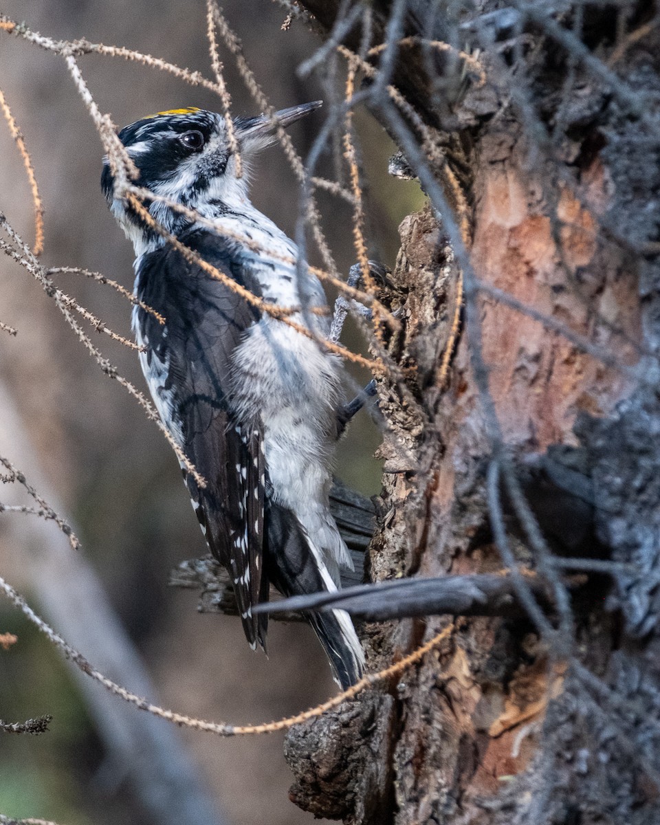 American Three-toed Woodpecker - ML642046652