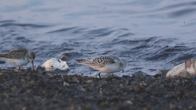 Sanderling - ML642046653