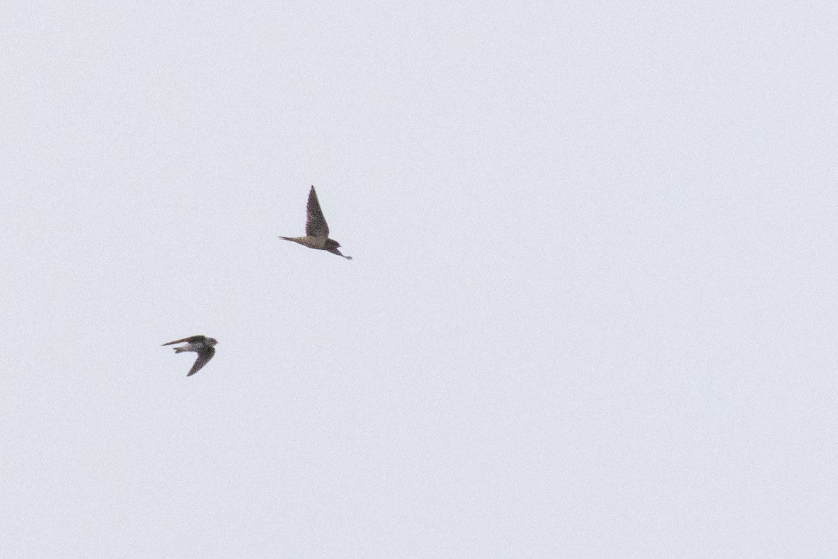 Bank Swallow - ML642046655