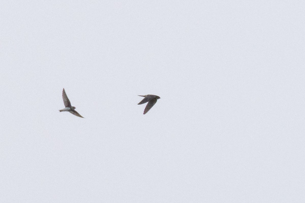 Bank Swallow - ML642046656