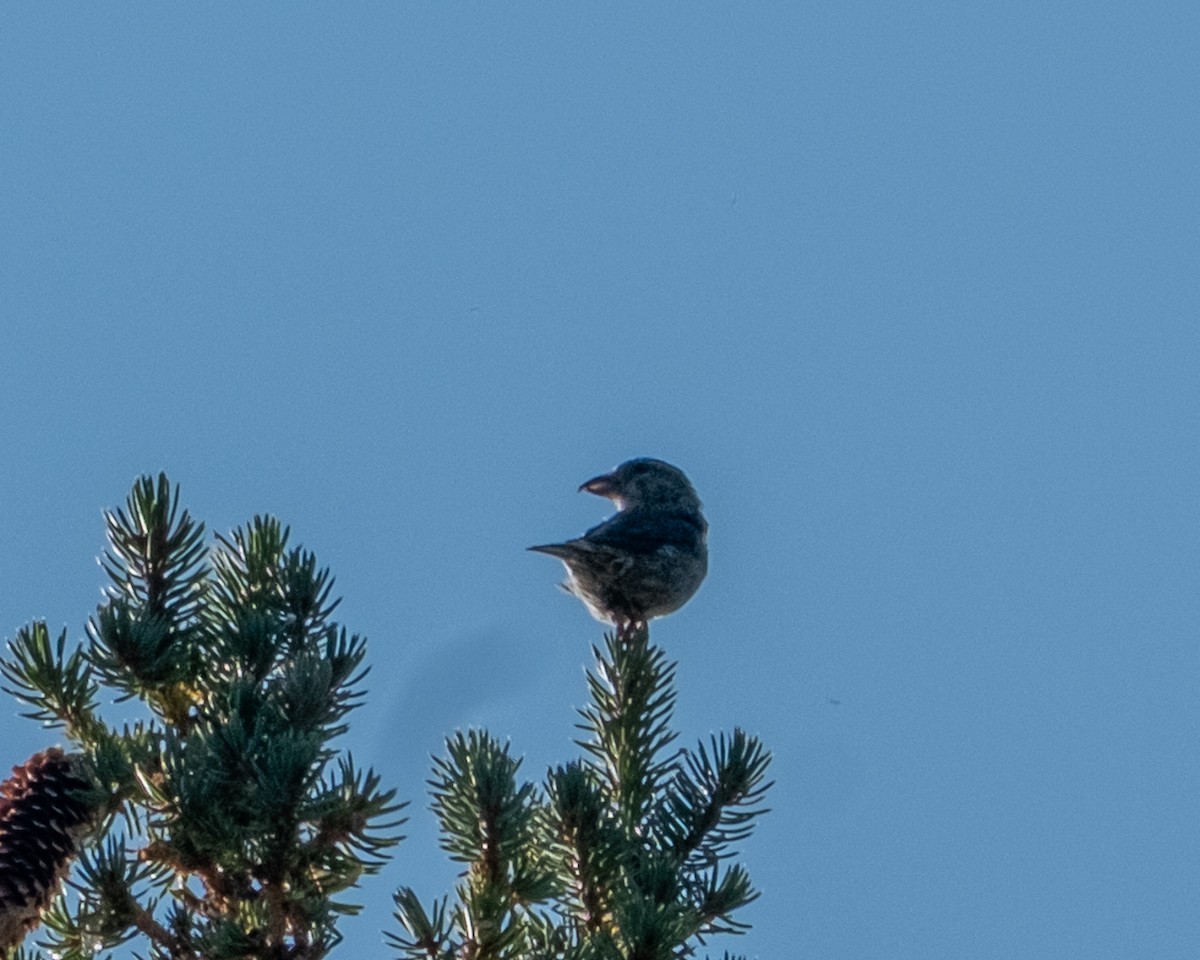 Red Crossbill - ML642046659