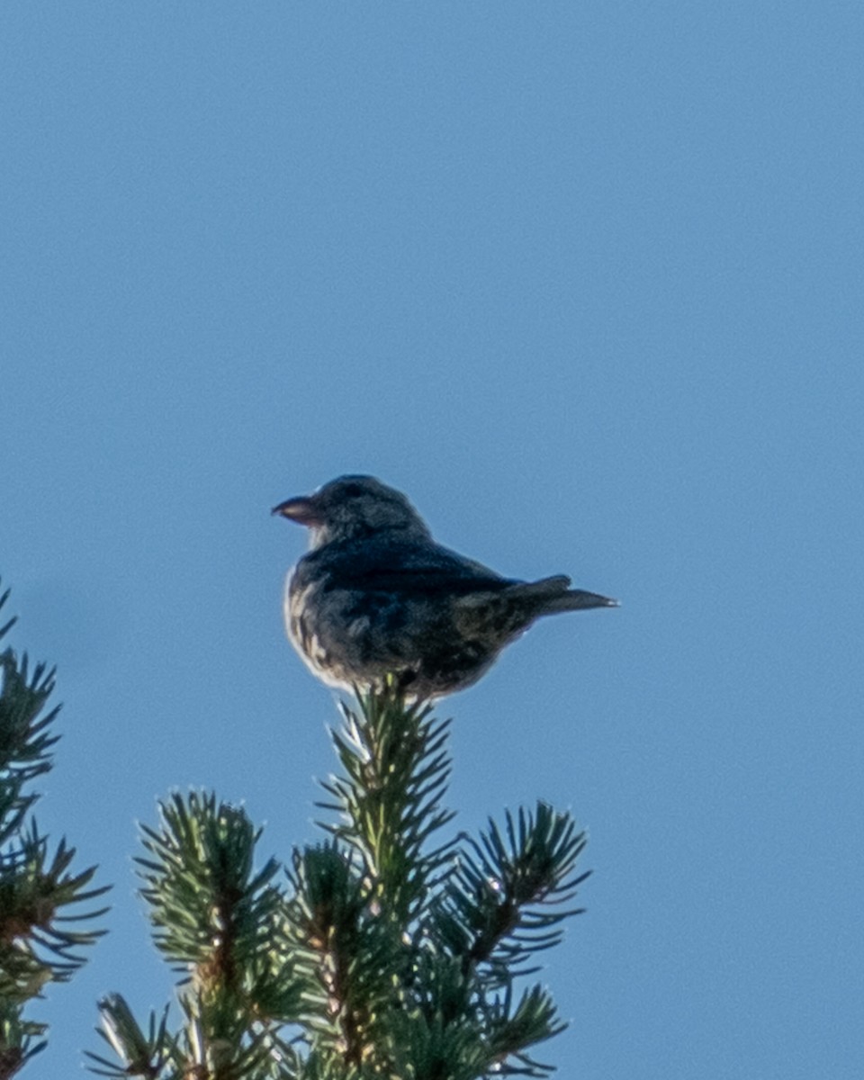 Red Crossbill - ML642046660