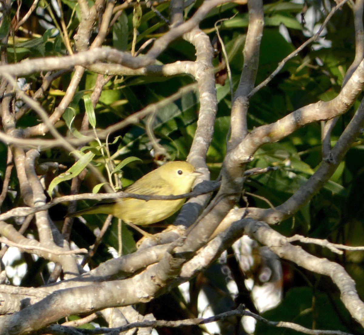 Yellow Warbler - ML642046661