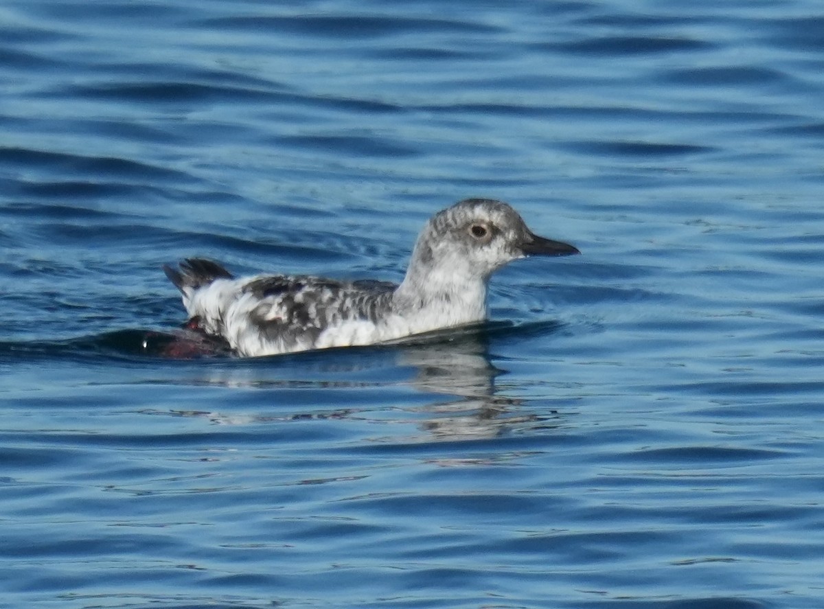 Pigeon Guillemot - ML642046692