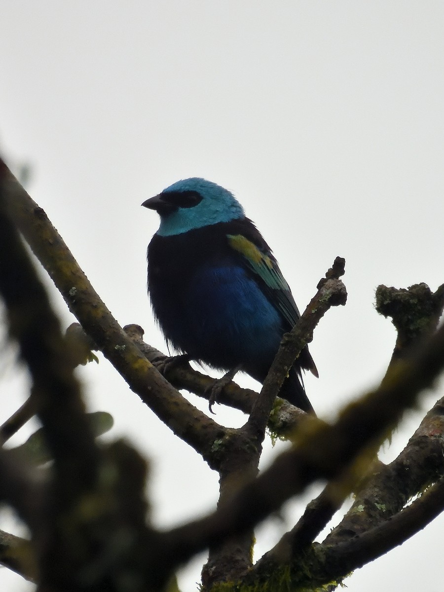 Blue-necked Tanager - ML642046693
