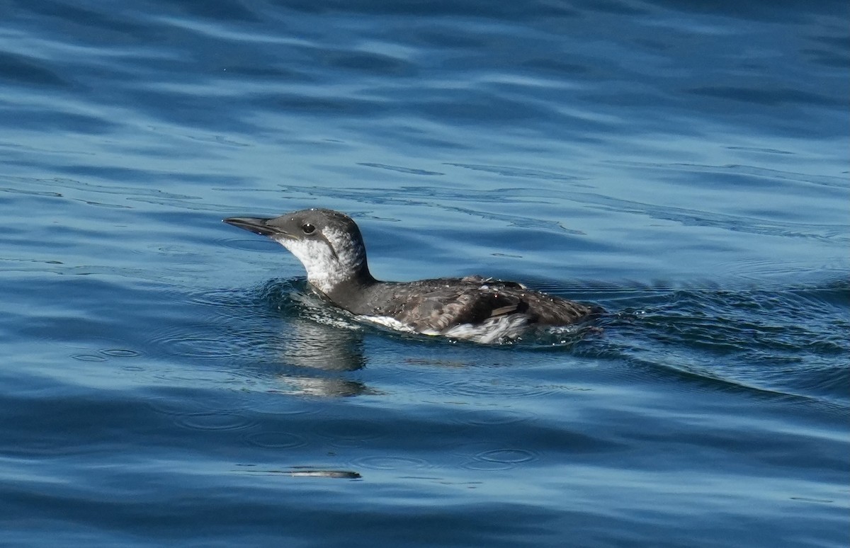 Common Murre - ML642046694