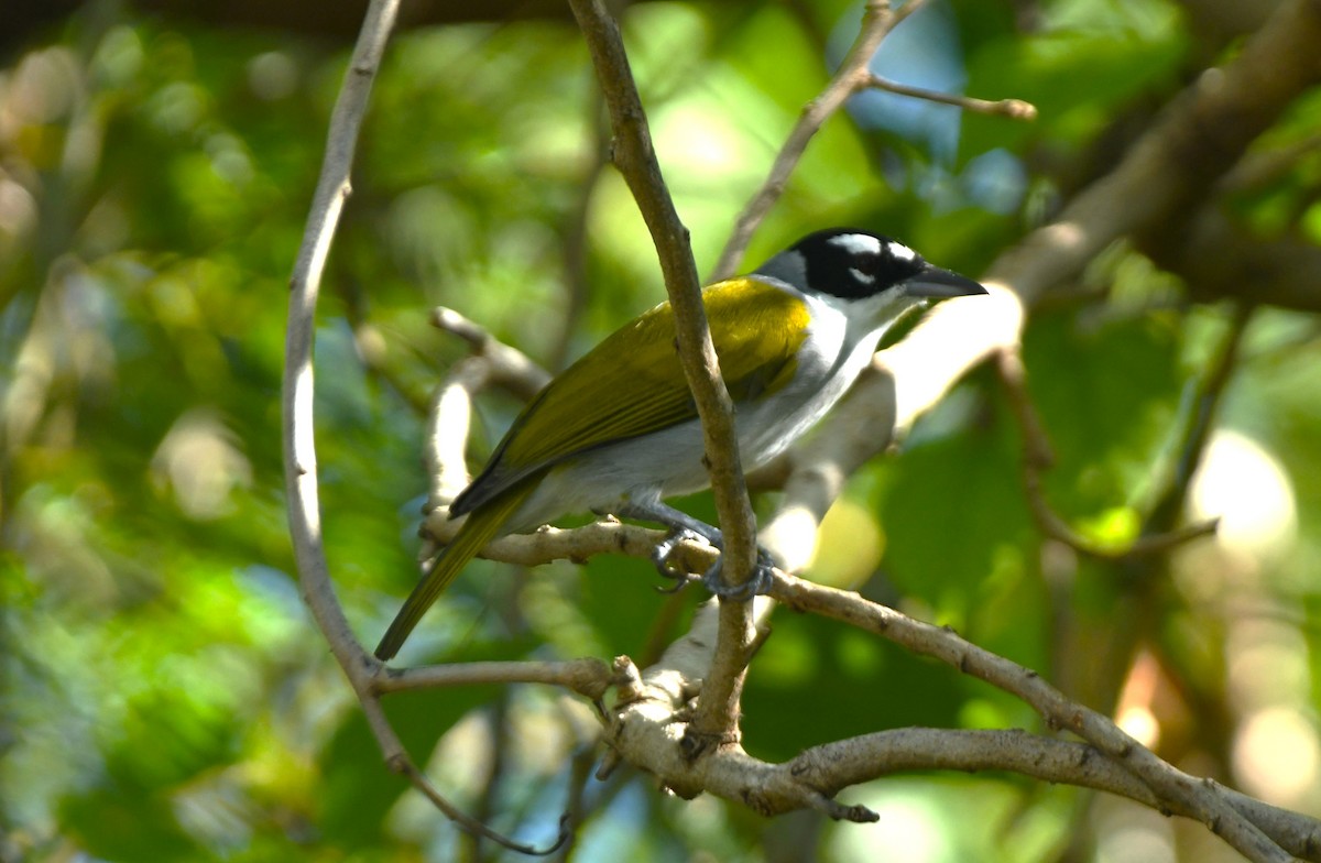 Black-crowned Palm-Tanager - ML642046695