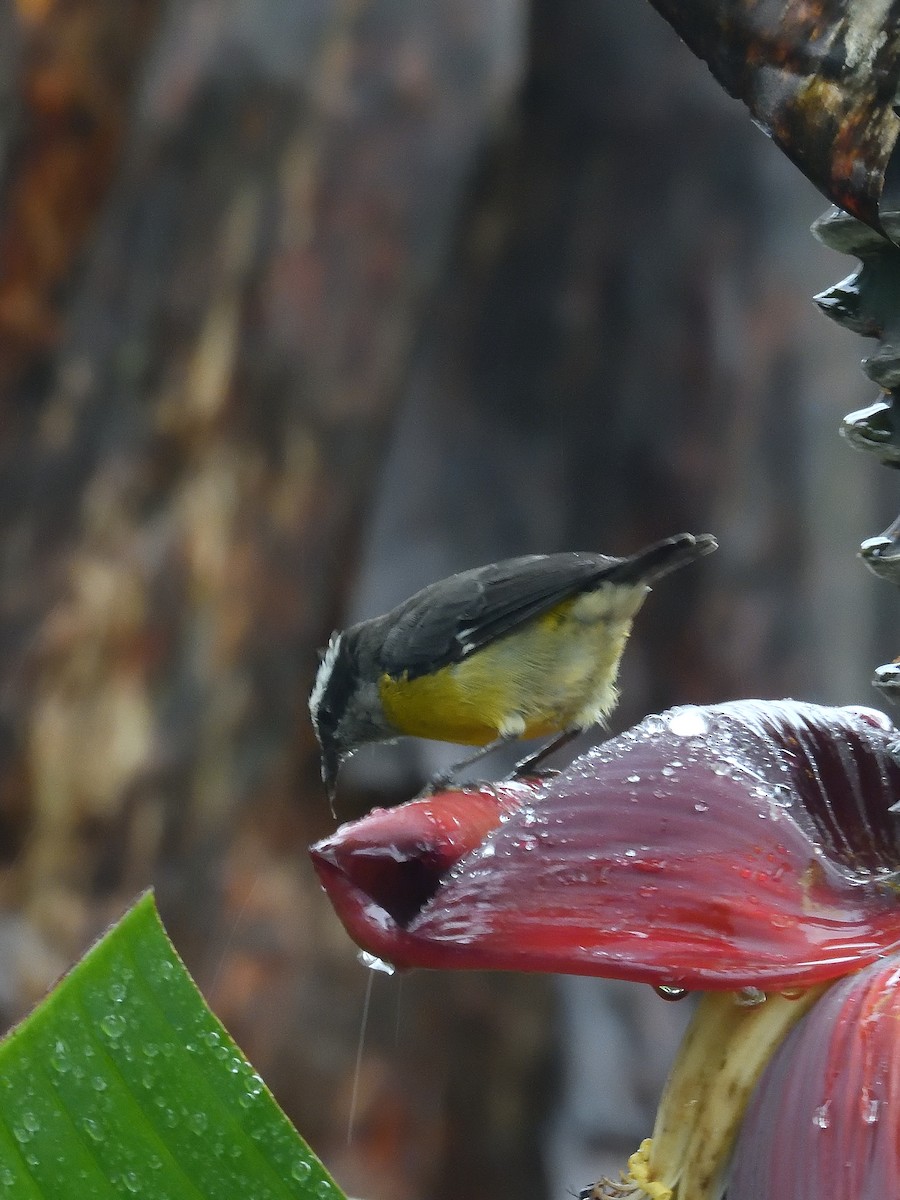 Zuckervogel [luteola-Gruppe] - ML642046697