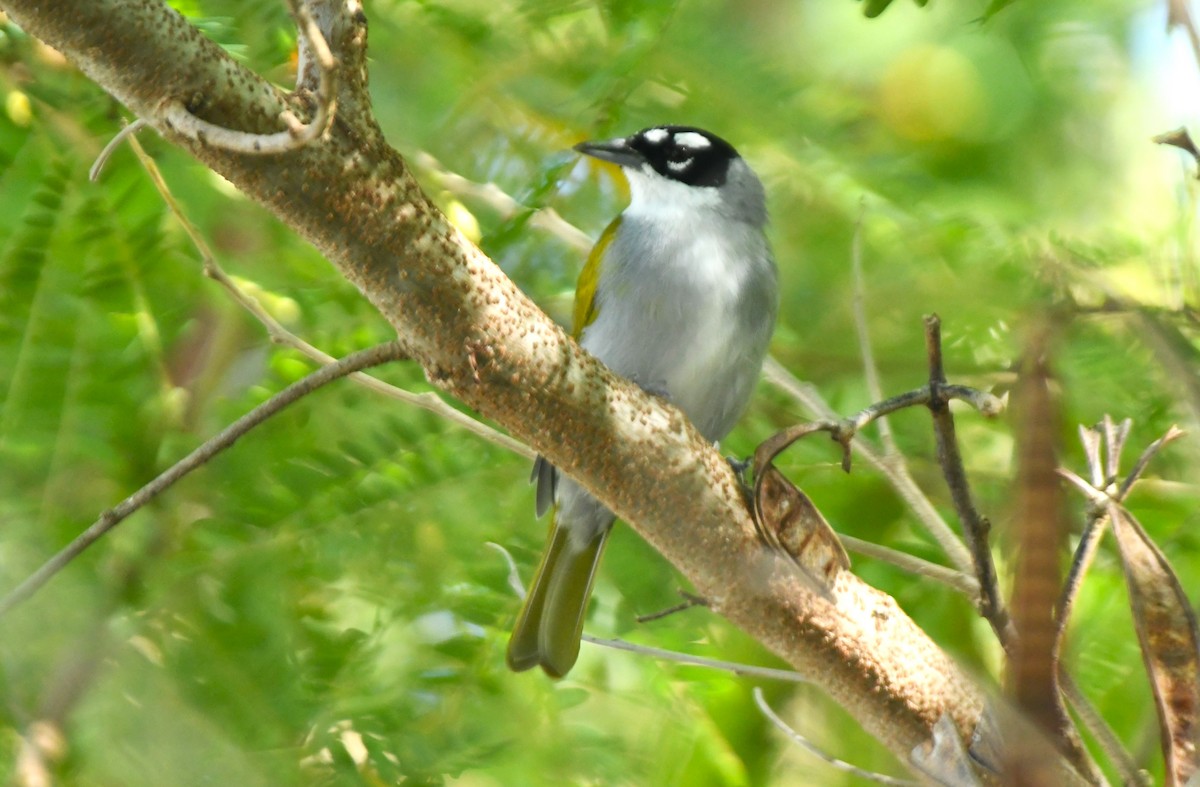 Black-crowned Palm-Tanager - ML642046698