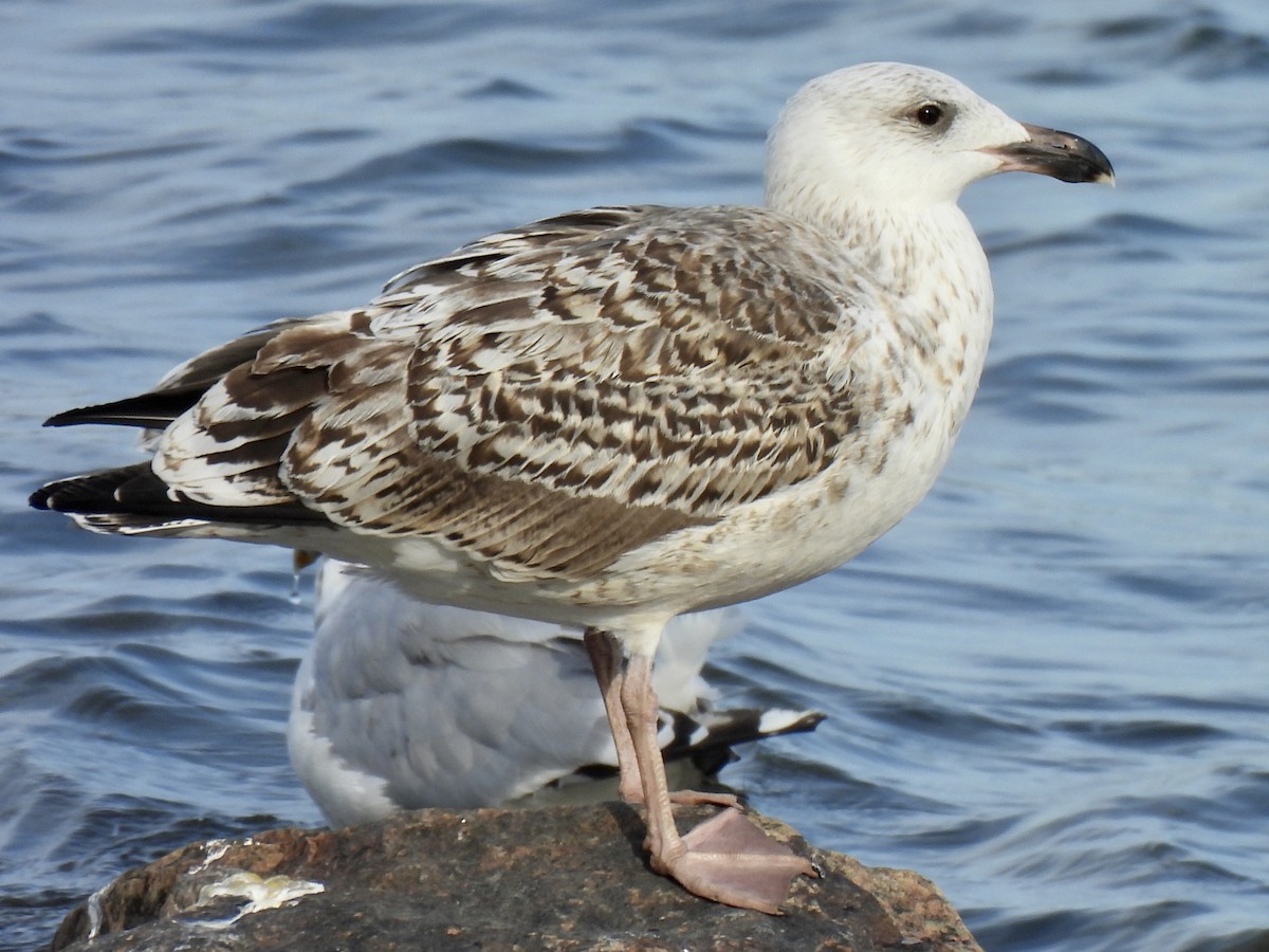 Gavión Atlántico - ML642046702