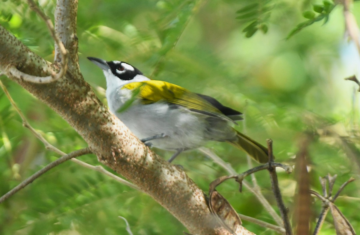 Black-crowned Palm-Tanager - ML642046705
