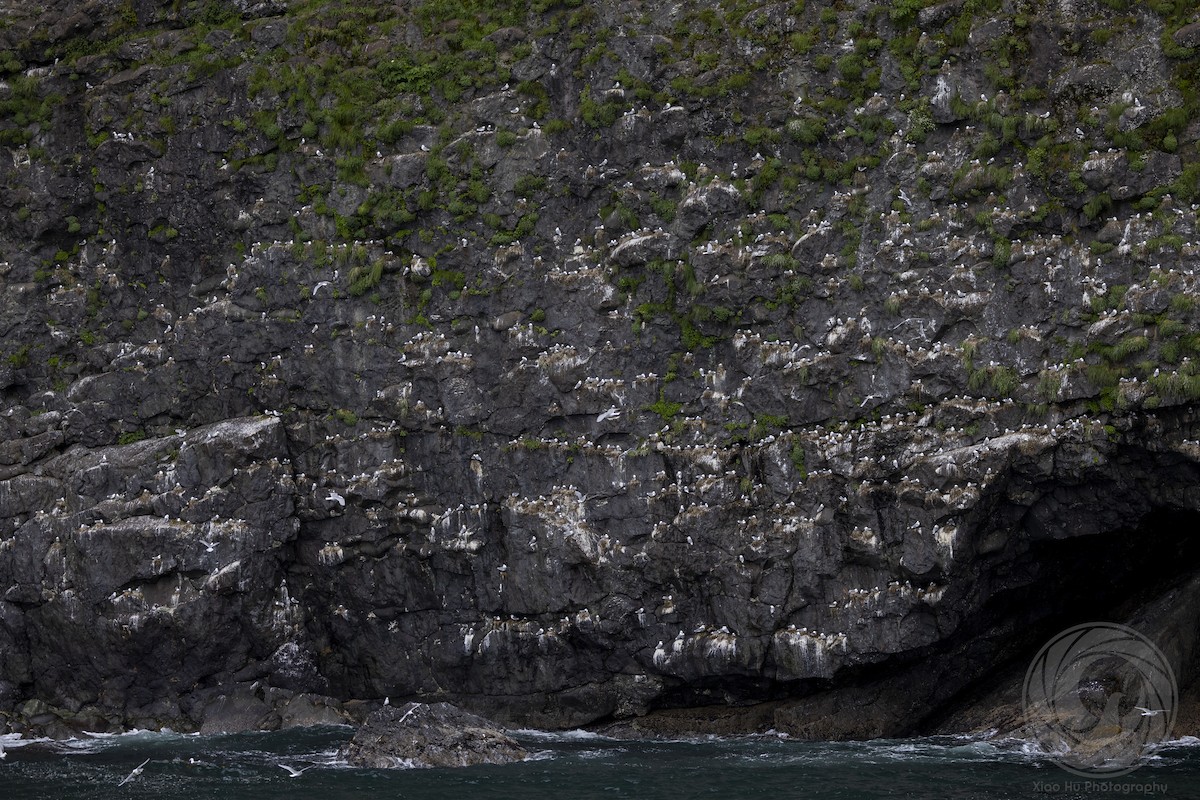 Black-legged Kittiwake - ML642046706