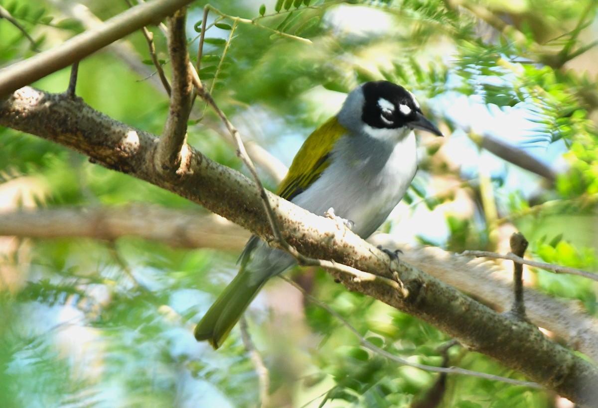 Black-crowned Palm-Tanager - ML642046707
