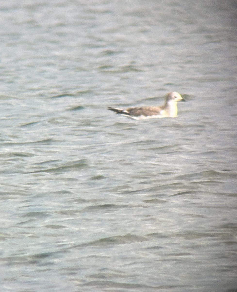 Sabine's Gull - ML642046725