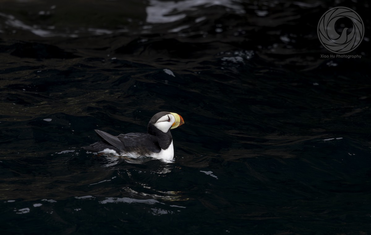 Horned Puffin - ML642046728