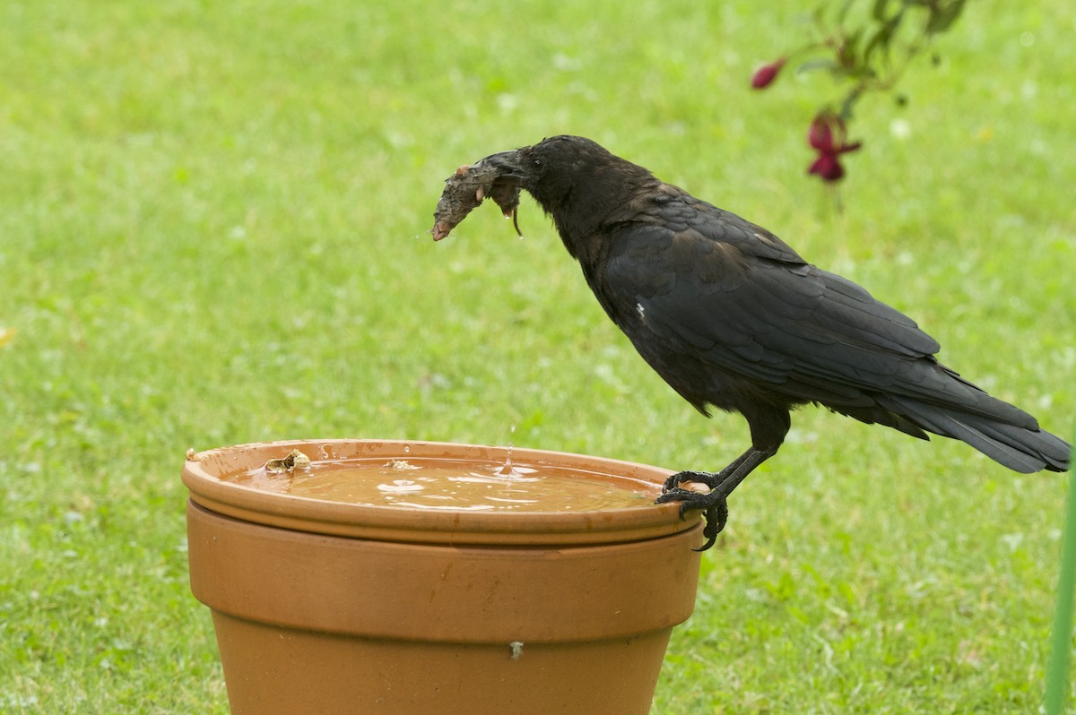 American Crow - ML642046733