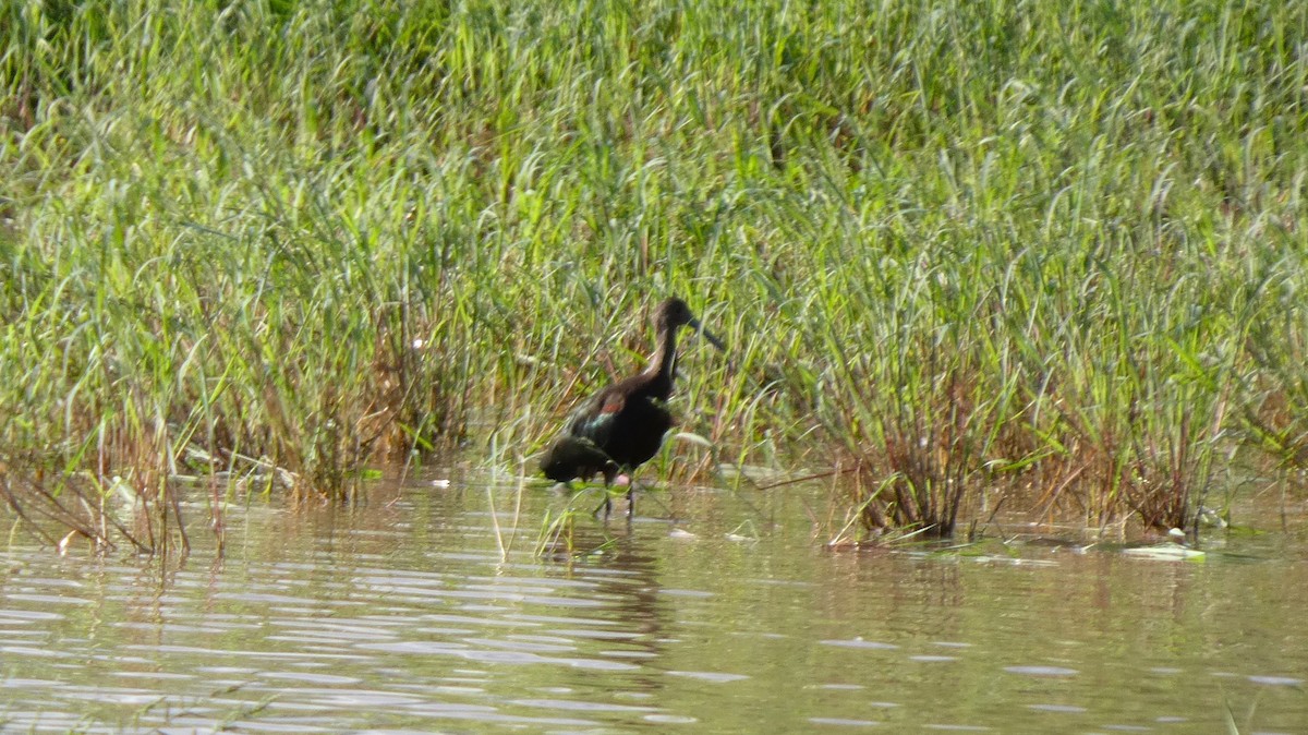 White-faced Ibis - ML642046737