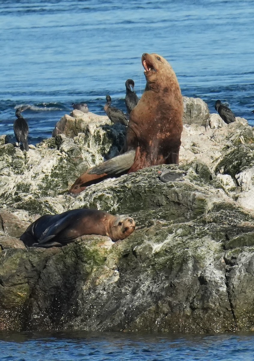 Steller Sea Lion - ML642046749
