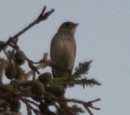 Dark-sided Flycatcher - ML642046764