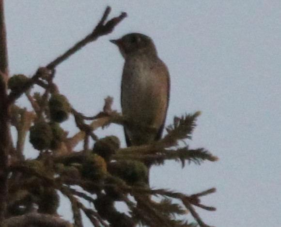 Dark-sided Flycatcher - ML642046765