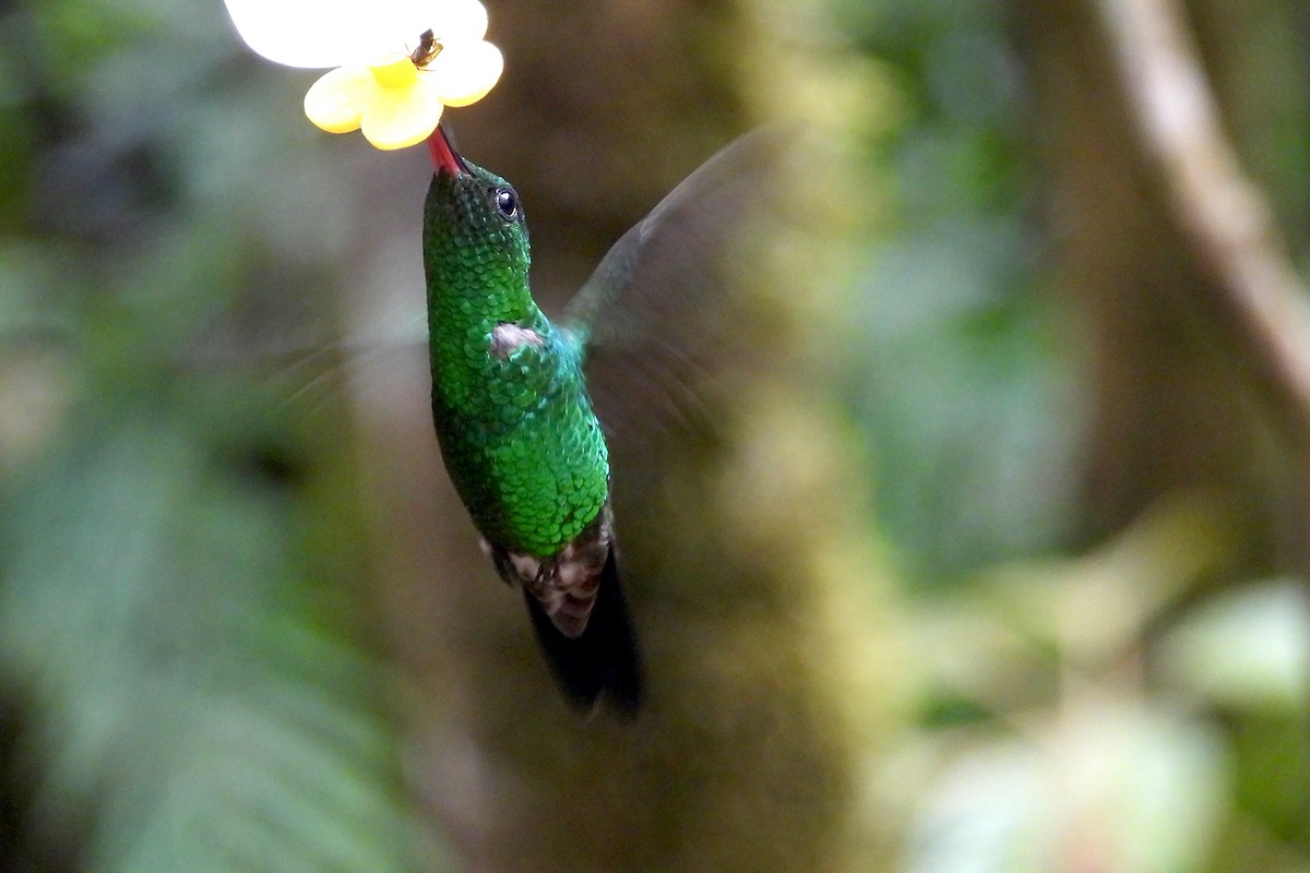 kolibrík ocelovořitý - ML642046774