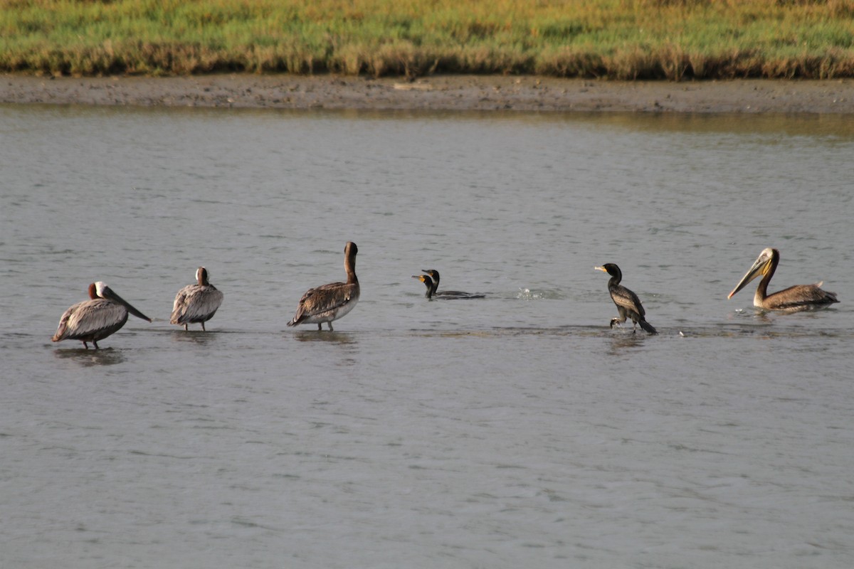 Double-crested Cormorant - ML642046780