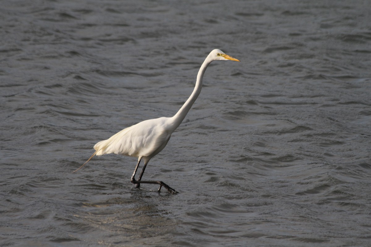 Great Egret - ML642046782