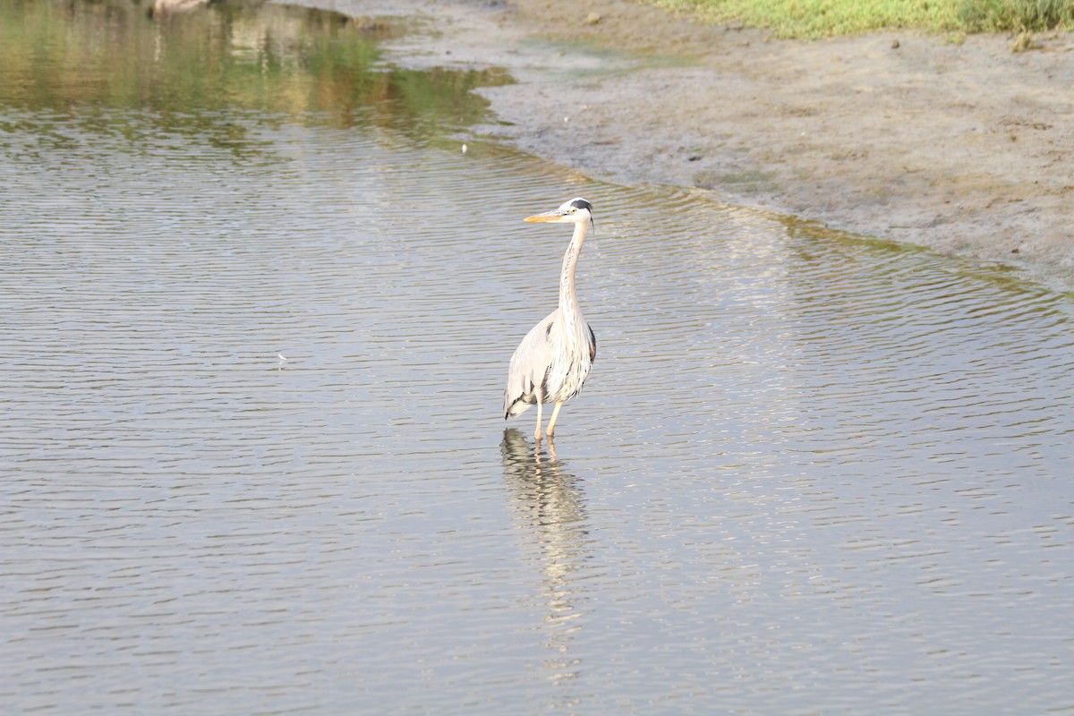 Great Blue Heron - ML642046787