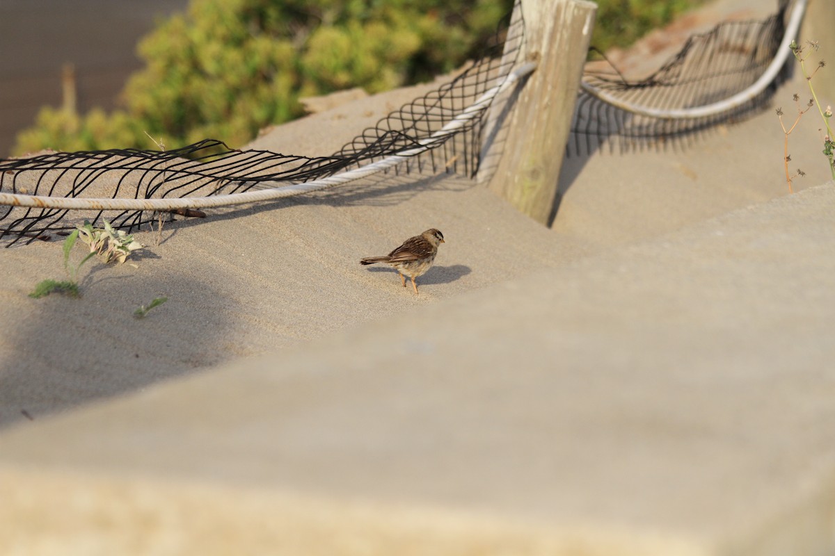 House Sparrow - ML642046795