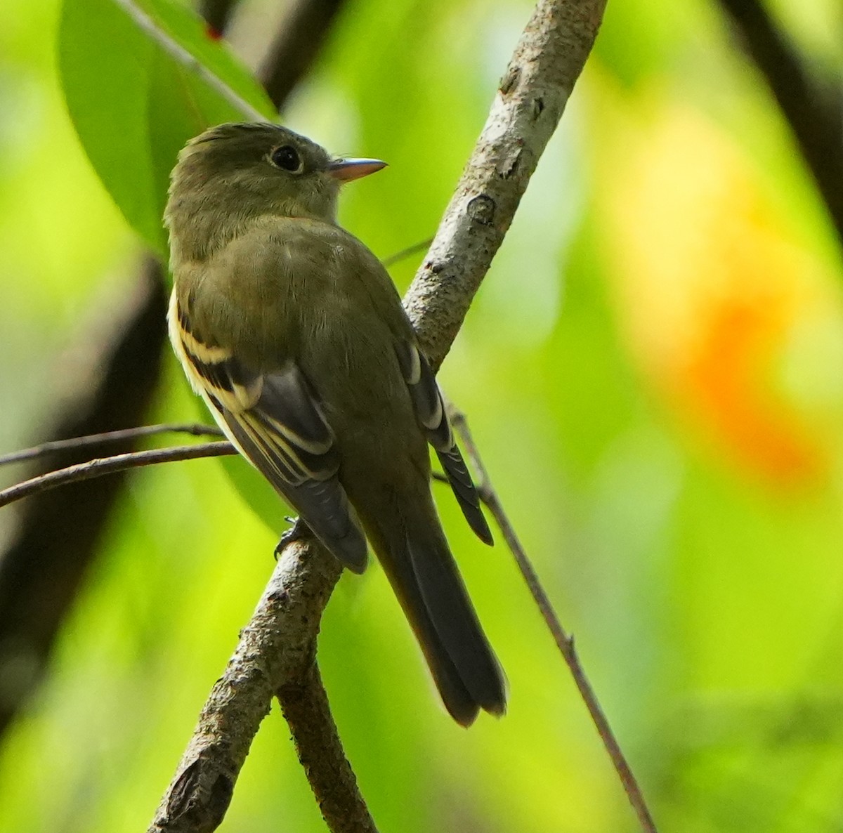 Acadian Flycatcher - ML642046799
