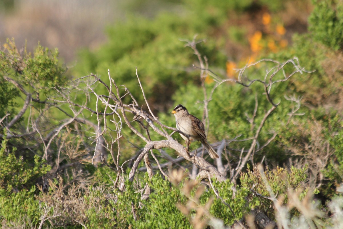 White-crowned Sparrow - ML642046801