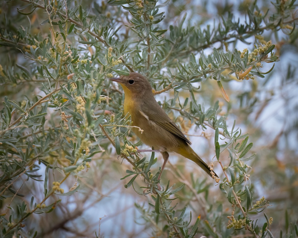 Common Yellowthroat - ML642046802