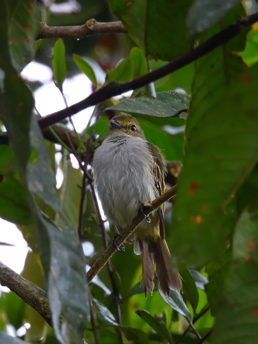 Choco Tyrannulet - ML642046807