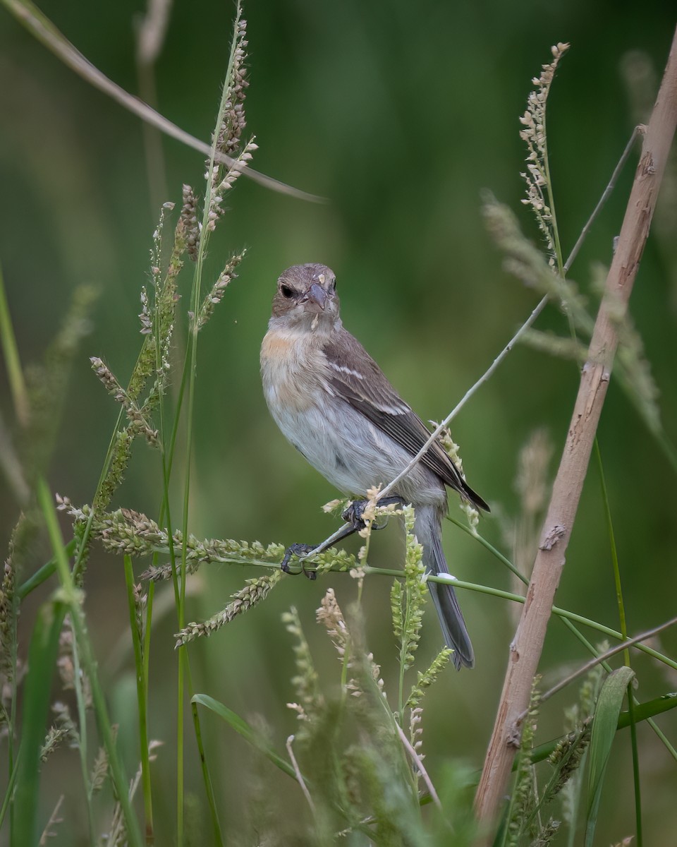 Lazuli Bunting - ML642046808
