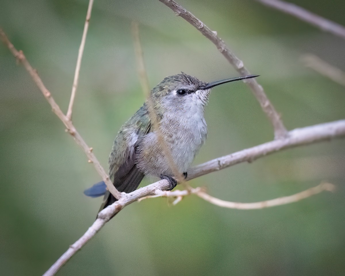 Costa's Hummingbird - ML642046842