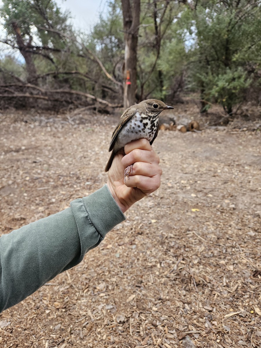 Hermit Thrush - ML642046844