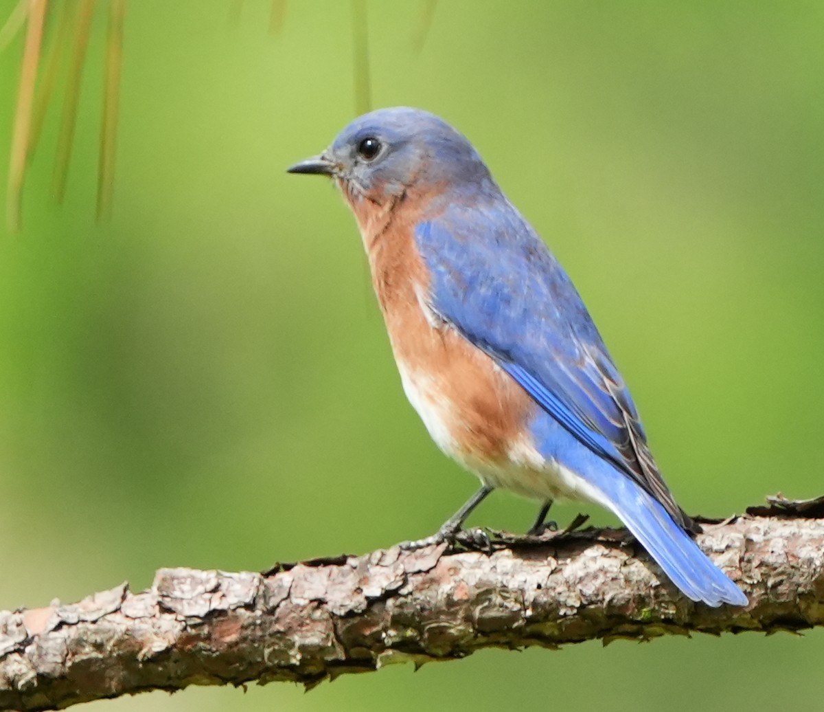 Eastern Bluebird - ML642046853