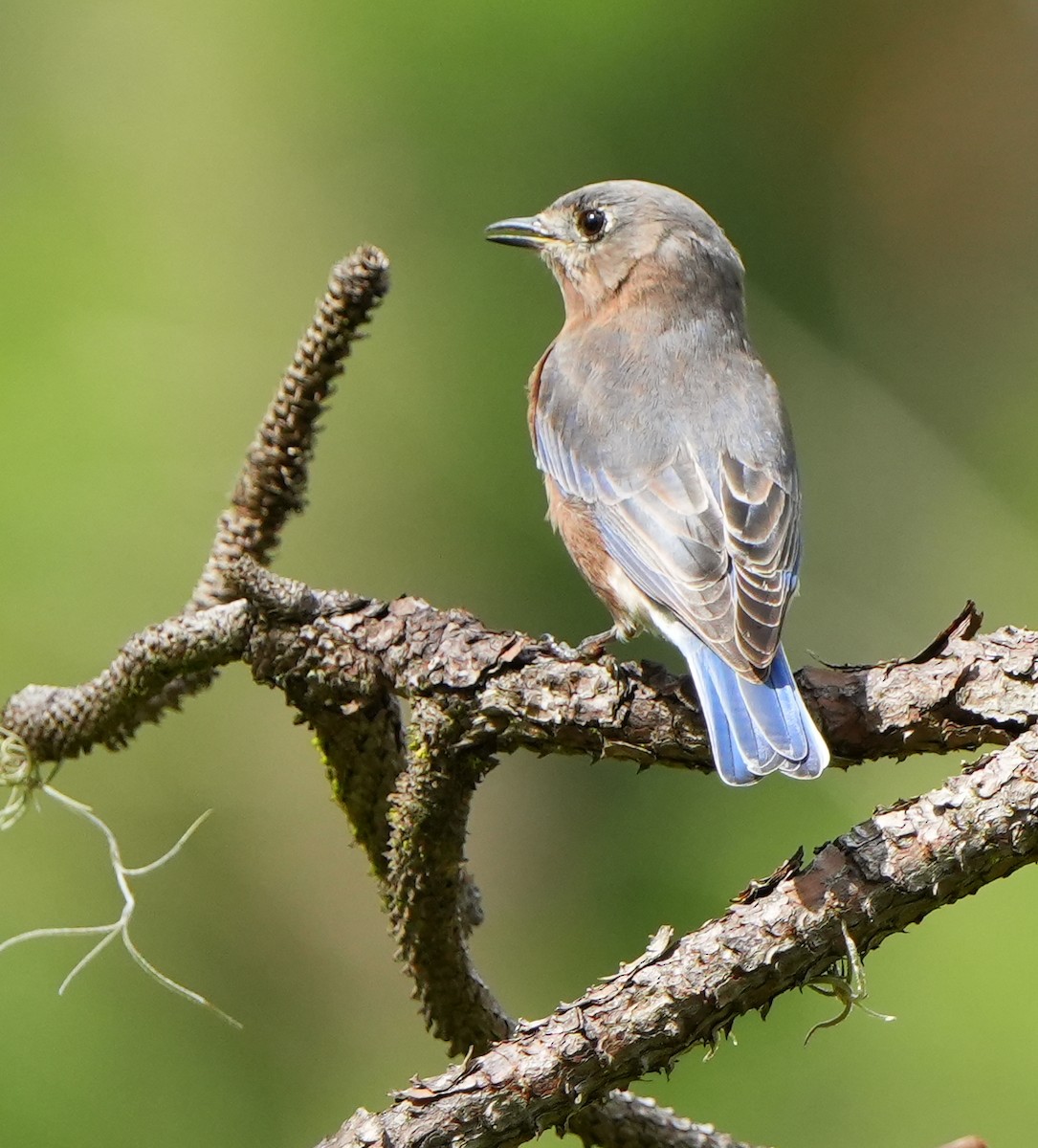 Eastern Bluebird - ML642046855