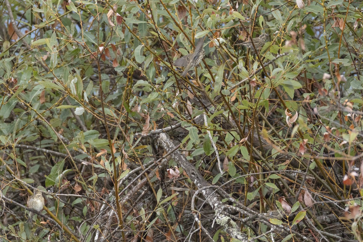 Purple Finch - ML642046857