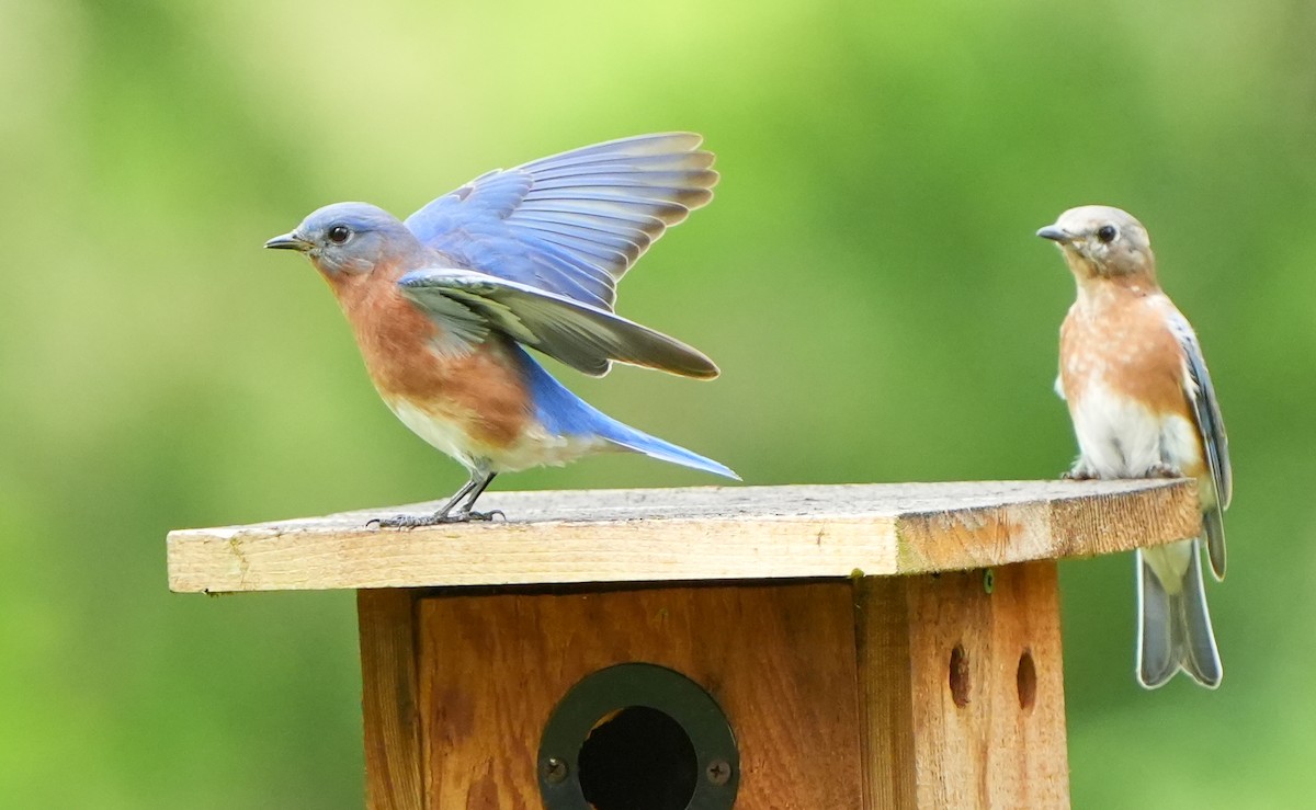 Eastern Bluebird - ML642046859