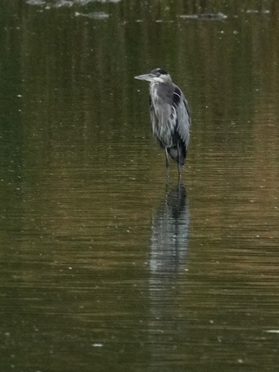 Great Blue Heron - ML642046860