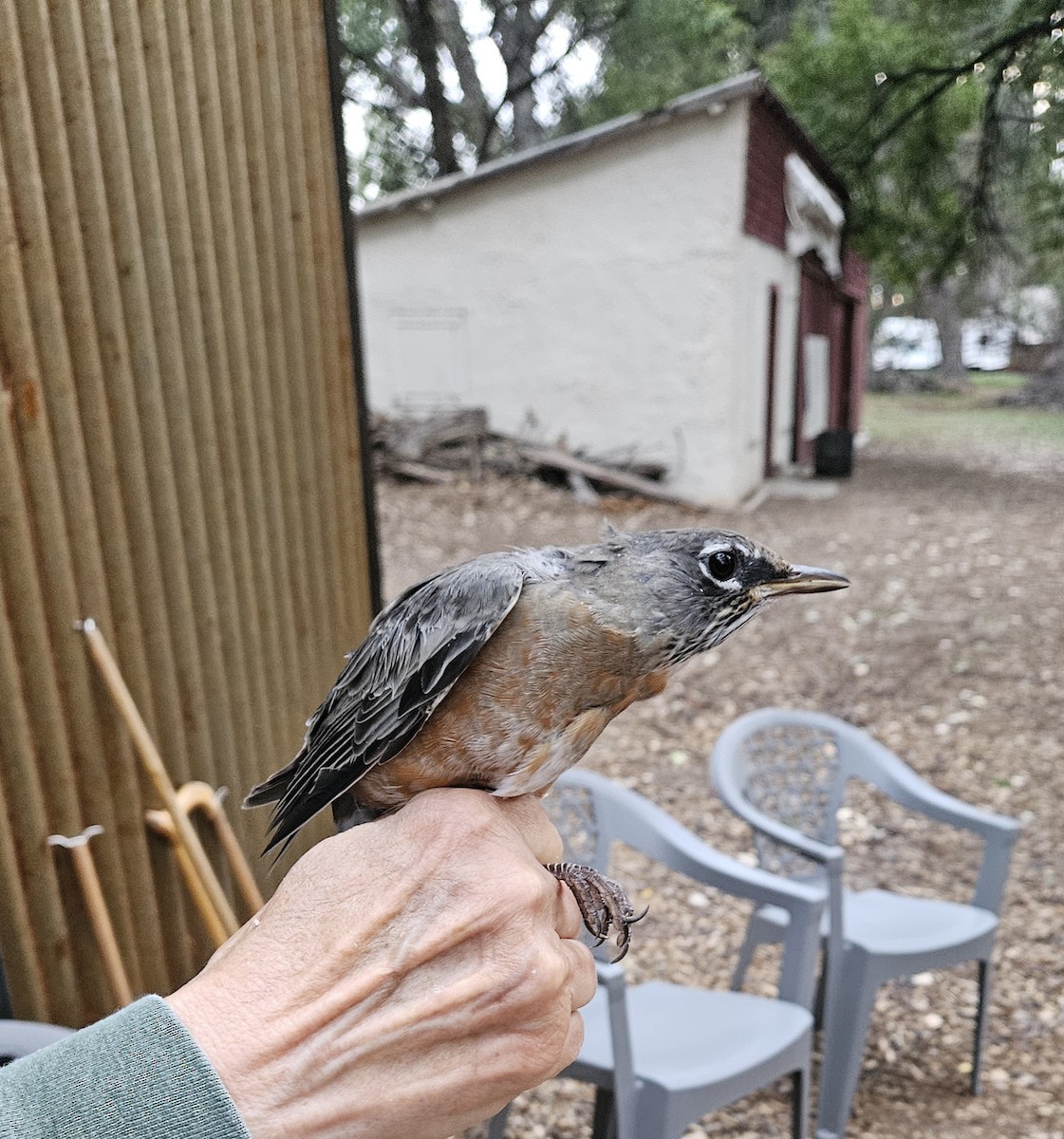 American Robin - ML642046861
