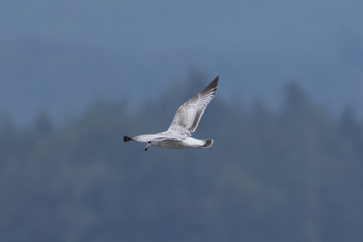 Ring-billed Gull - ML642046863