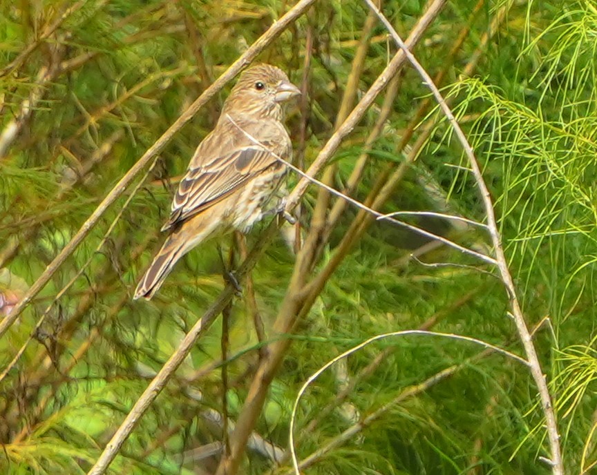 House Finch - ML642046865